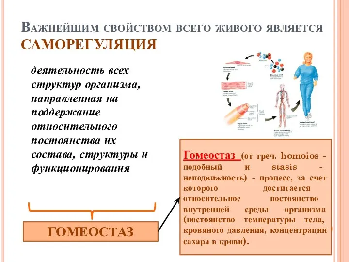 Важнейшим свойством всего живого является САМОРЕГУЛЯЦИЯ деятельность всех структур организма, направленная на