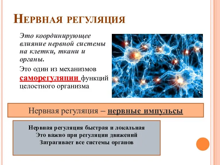 Нервная регуляция Это координирующее влияние нервной системы на клетки, ткани и органы.