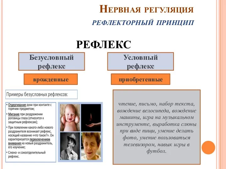 Нервная регуляция рефлекторный принцип РЕФЛЕКС Безусловный рефлекс Условный рефлекс врожденные приобретенные чтение,