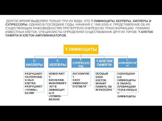 ДОЛГОЕ ВРЕМЯ ВЫДЕЛЯЛИ ТОЛЬКО ТРИ ИХ ВИДА: ЭТО Т-ЛИМФОЦИТЫ ХЕЛПЕРЫ, КИЛЛЕРЫ И