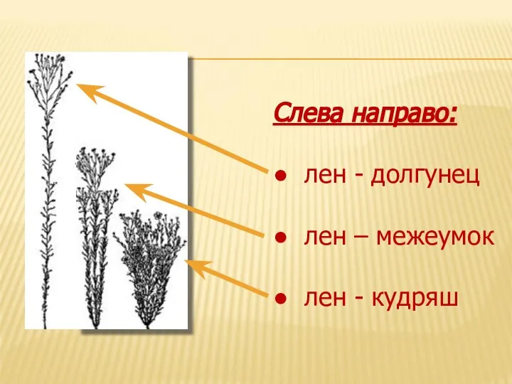 Слева направо: ● лен - долгунец ● лен – межеумок ● лен - кудряш