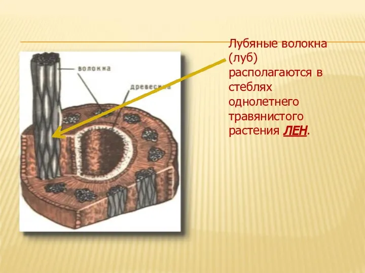 Лубяные волокна (луб) располагаются в стеблях однолетнего травянистого растения ЛЕН.