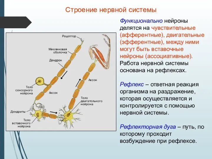 Строение нервной системы Функционально нейроны делятся на чувствительные (афферентные), двигательные (эфферентные), между