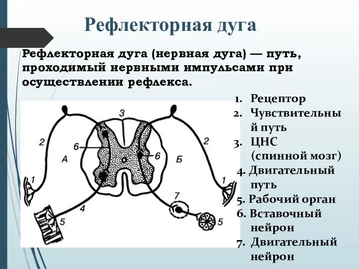 Рефлекторная дуга (нервная дуга) — путь, проходимый нервными импульсами при осуществлении рефлекса.