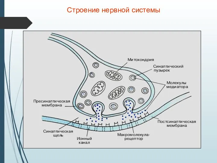 Строение нервной системы