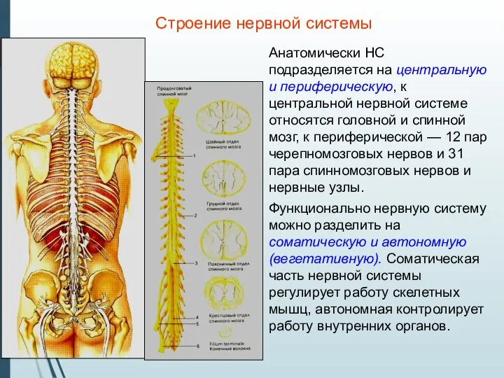 Строение нервной системы Анатомически НС подразделяется на центральную и периферическую, к центральной