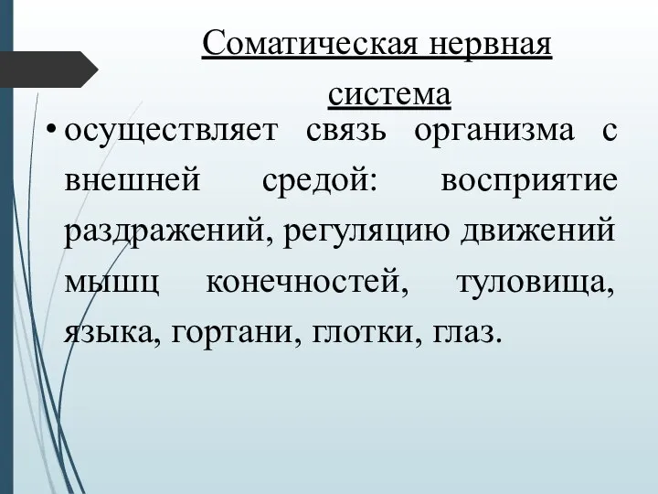 Соматическая нервная система осуществляет связь организма с внешней средой: восприятие раздражений, регуляцию