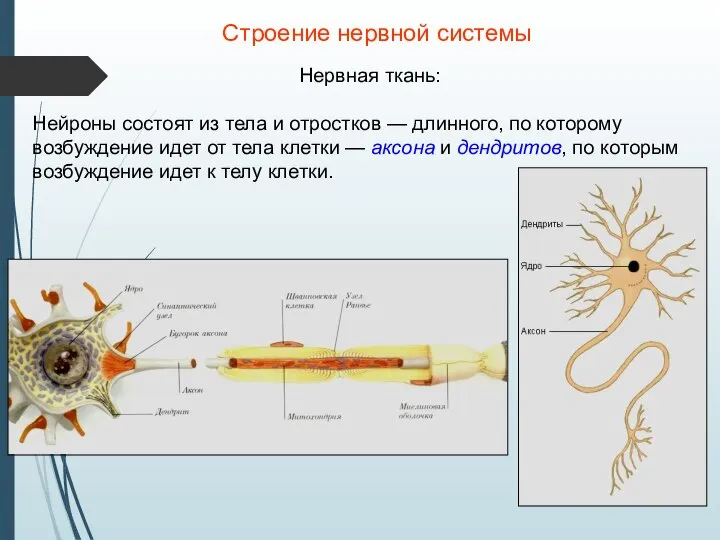 Строение нервной системы Нервная ткань: Нейроны состоят из тела и отростков —