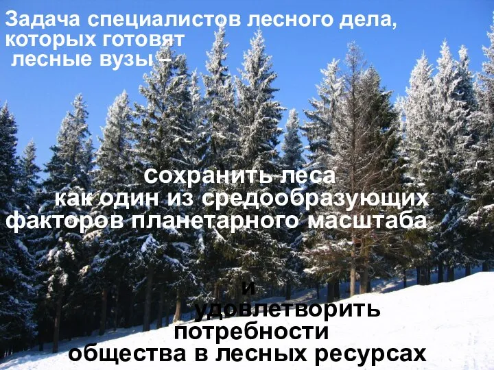 Задача специалистов лесного дела, которых готовят лесные вузы – сохранить леса как