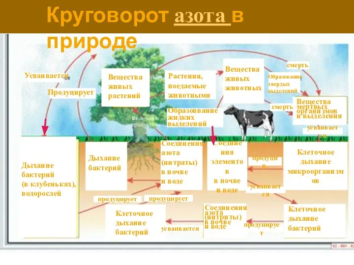 Вещества живых растений Круговорот азота в природе Усваивается Растения, поедаемые животными Продуцирует