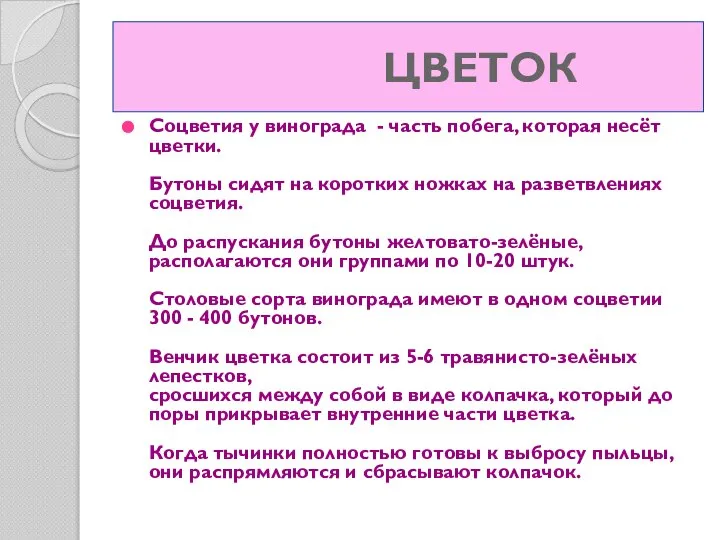 ЦВЕТОК Соцветия у винограда - часть побега, которая несёт цветки. Бутоны сидят