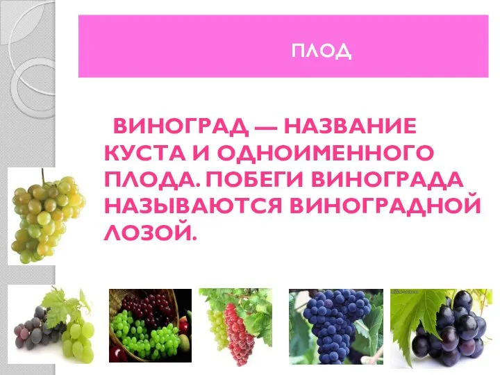 плод ВИНОГРАД — НАЗВАНИЕ КУСТА И ОДНОИМЕННОГО ПЛОДА. ПОБЕГИ ВИНОГРАДА НАЗЫВАЮТСЯ ВИНОГРАДНОЙ ЛОЗОЙ.