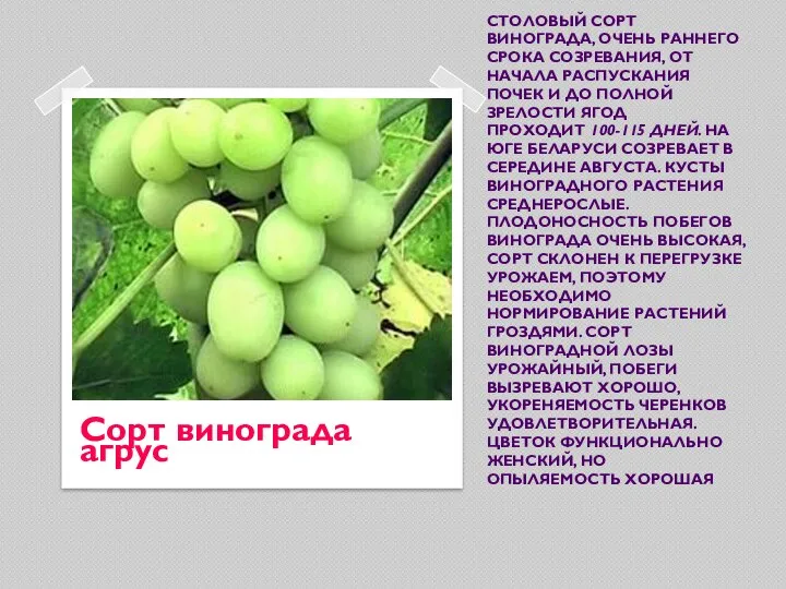 СТОЛОВЫЙ СОРТ ВИНОГРАДА, ОЧЕНЬ РАННЕГО СРОКА СОЗРЕВАНИЯ, ОТ НАЧАЛА РАСПУСКАНИЯ ПОЧЕК И