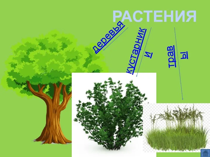 РАСТЕНИЯ деревья кустарники травы