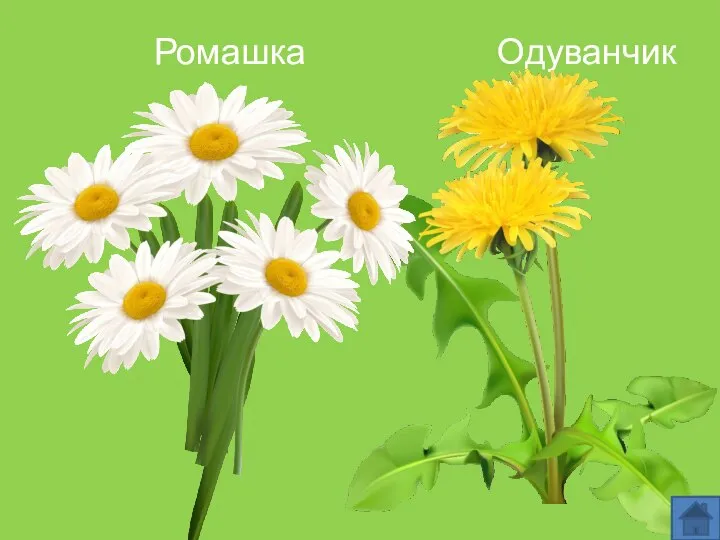 Ромашка Одуванчик