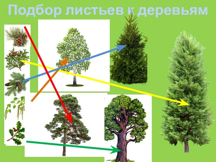 Подбор листьев к деревьям