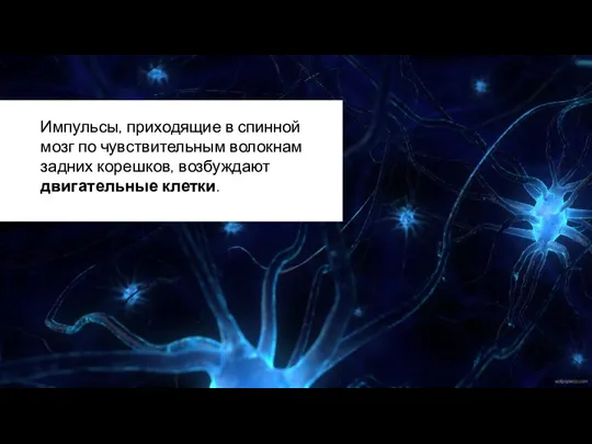 Импульсы, приходящие в спинной мозг по чувствительным волокнам задних корешков, возбуждают двигательные клетки.