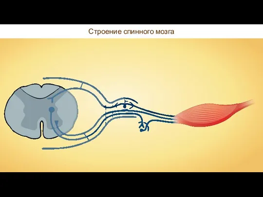 Строение спинного мозга