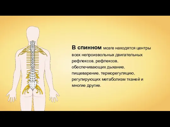 В спинном мозге находятся центры всех непроизвольных двигательных рефлексов, рефлексов, обеспечивающих дыхание,