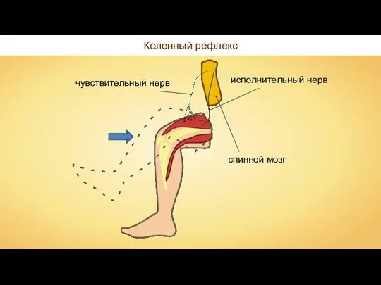 Коленный рефлекс