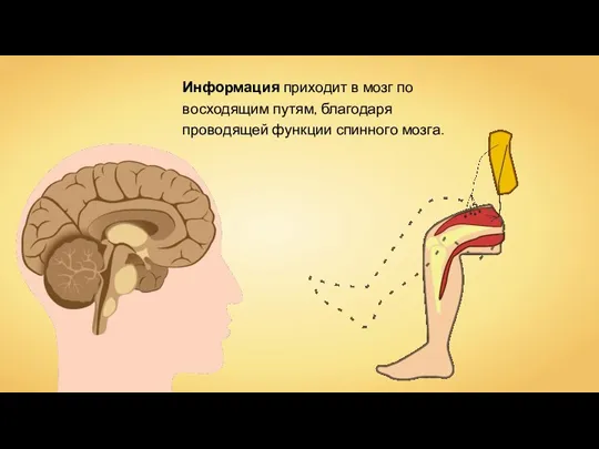 Информация приходит в мозг по восходящим путям, благодаря проводящей функции спинного мозга.