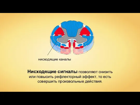 Нисходящие сигналы позволяют снизить или повысить рефлекторный эффект, то есть совершить произвольные действия.