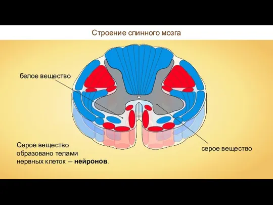 Строение спинного мозга Серое вещество образовано телами нервных клеток — нейронов.