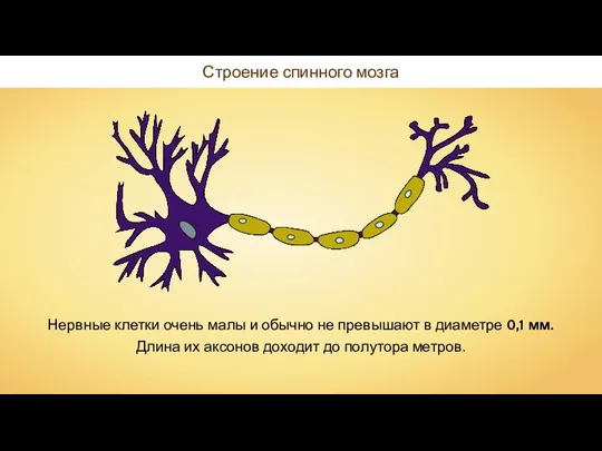 Строение спинного мозга Нервные клетки очень малы и обычно не превышают в