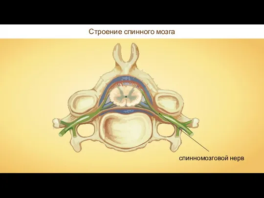 Строение спинного мозга