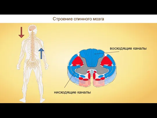 Строение спинного мозга