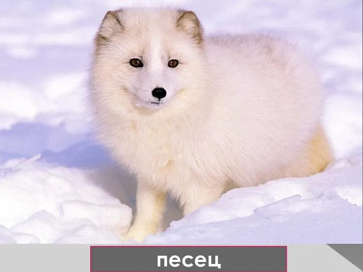 песец