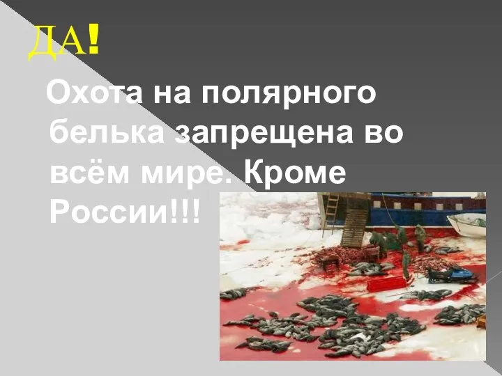 ДА! Охота на полярного белька запрещена во всём мире. Кроме России!!!