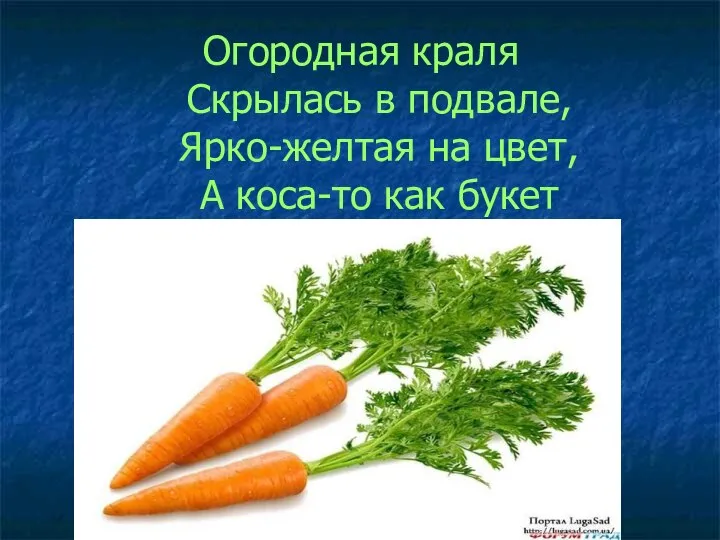 Огородная краля Скрылась в подвале, Ярко-желтая на цвет, А коса-то как букет