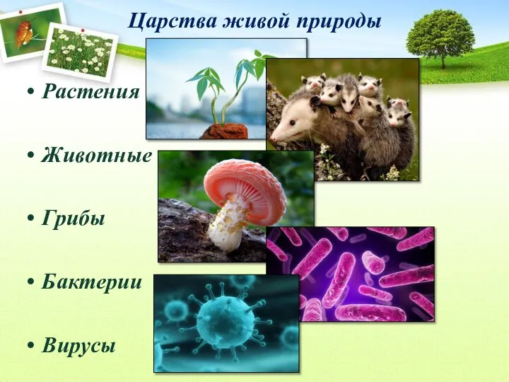 Царства живой природы Растения Животные Грибы Бактерии Вирусы