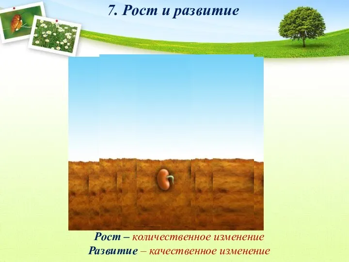 7. Рост и развитие Рост – количественное изменение Развитие – качественное изменение