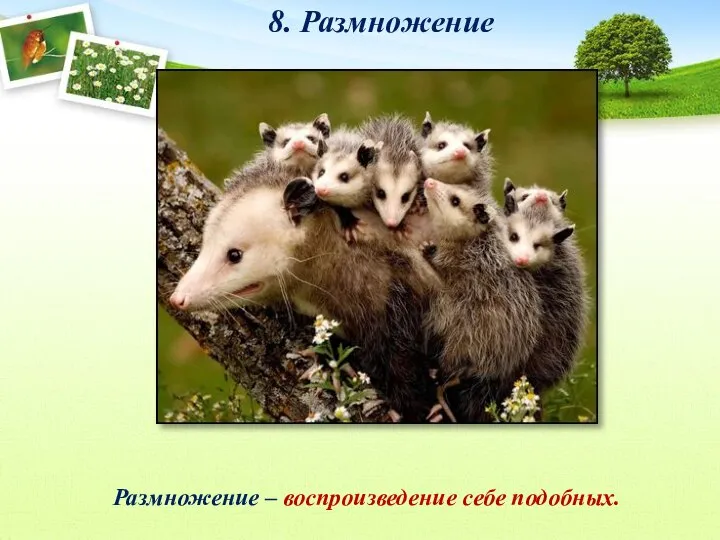 8. Размножение Размножение – воспроизведение себе подобных.