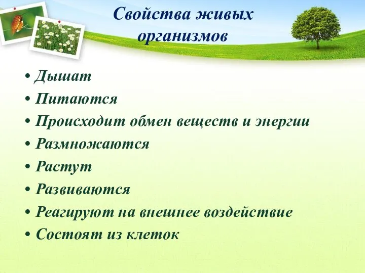 Свойства живых организмов Дышат Питаются Происходит обмен веществ и энергии Размножаются Растут