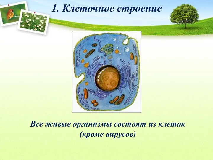 1. Клеточное строение Все живые организмы состоят из клеток (кроме вирусов)