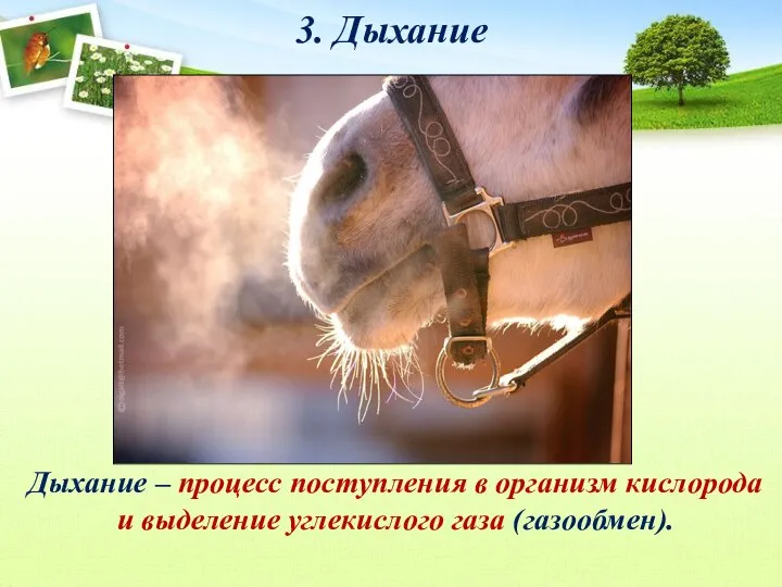 3. Дыхание Дыхание – процесс поступления в организм кислорода и выделение углекислого газа (газообмен).