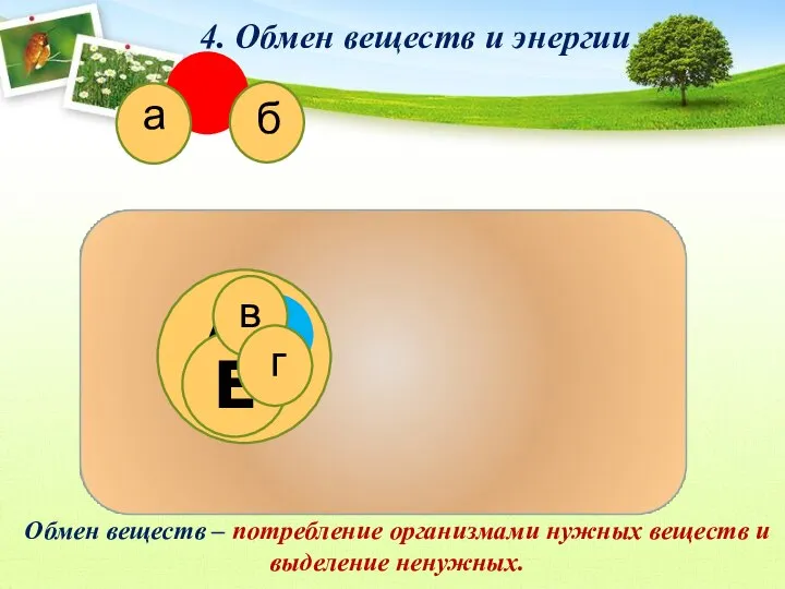 4. Обмен веществ и энергии Е Обмен веществ – потребление организмами нужных веществ и выделение ненужных.