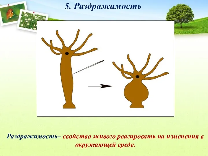 5. Раздражимость Раздражимость– свойство живого реагировать на изменения в окружающей среде.