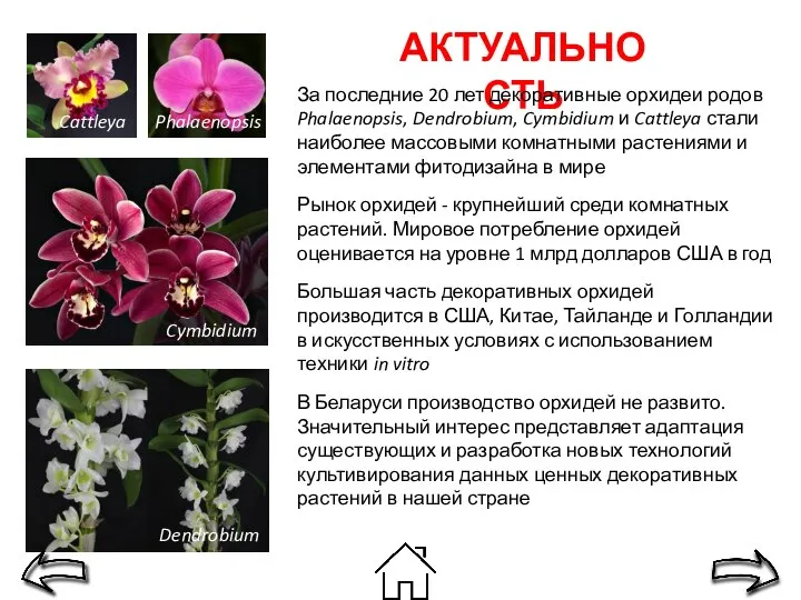 АКТУАЛЬНОСТЬ За последние 20 лет декоративные орхидеи родов Phalaenopsis, Dendrobium, Cymbidium и