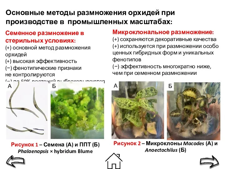 Основные методы размножения орхидей при производстве в промышленных масштабах: Микроклональное размножение: (+)