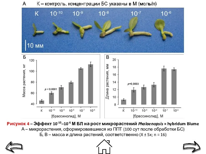Рисунок 4 – Эффект 10-10–10-6 М БЛ на рост микрорастений Phalaenopsis ×