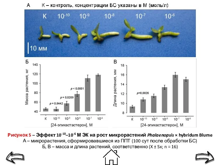 Рисунок 5 – Эффект 10-10–10-6 М ЭК на рост микрорастений Phalaenopsis ×