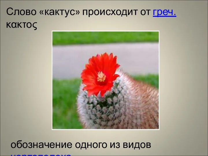 Слово «кактус» происходит от греч. κακτος обозначение одного из видов чертополоха