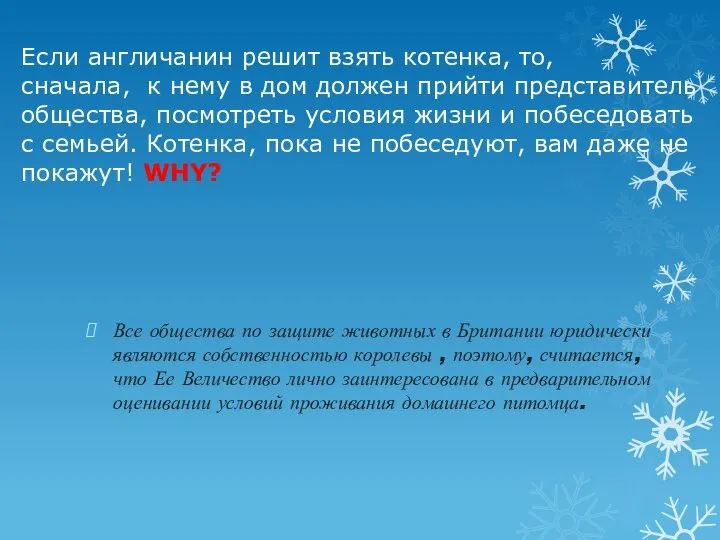 Если англичанин решит взять котенка, то, сначала, к нему в дом должен