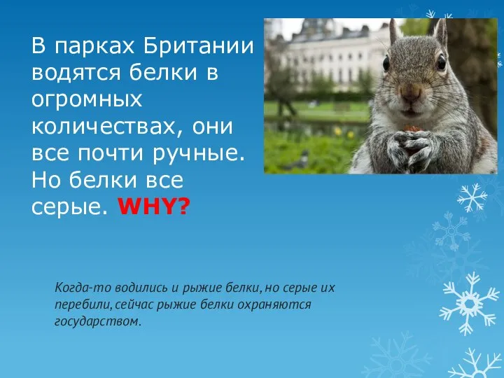 В парках Британии водятся белки в огромных количествах, они все почти ручные.