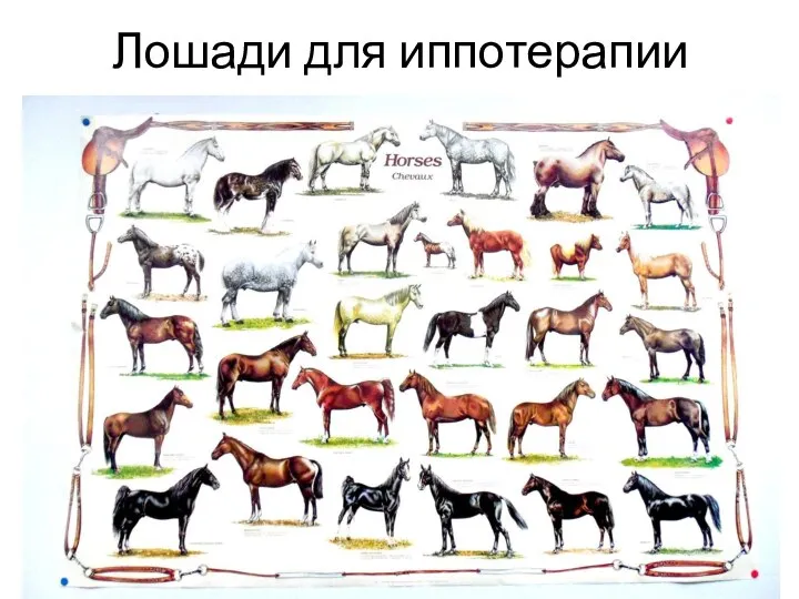 Лошади для иппотерапии