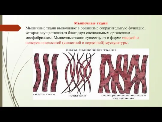 Мышечные ткани Мышечные ткани выполняют в организме сократительную функцию, которая осуществляется благодаря